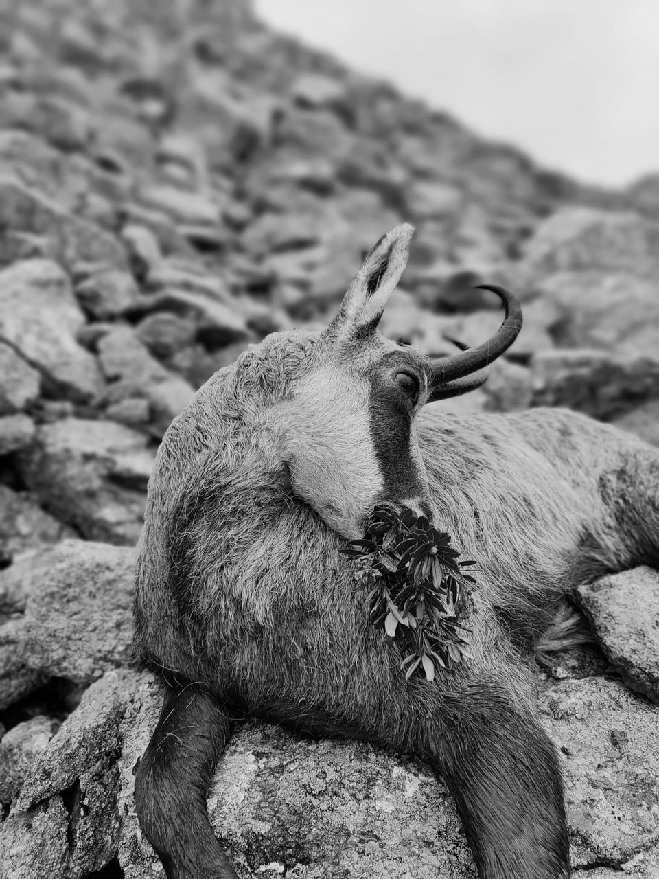 Steinbock ruht auf Felsen, schwarz-weiss.