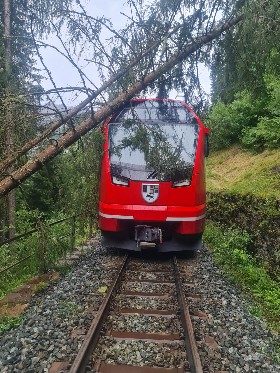 Baumwurf Ardez – Scuol-Tarasp