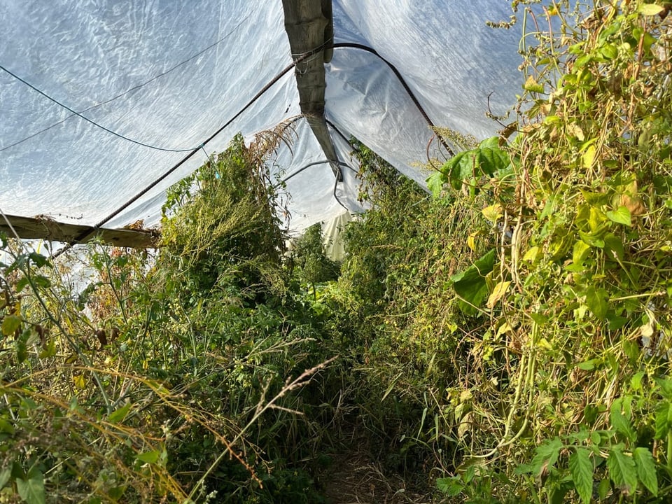 Legums e verduras exoticas en il tunnel da plastic