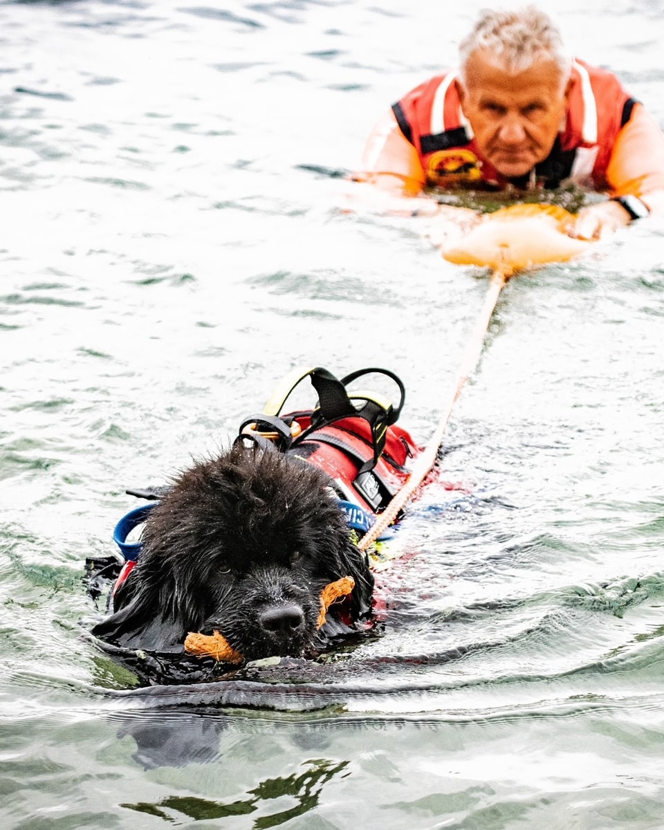 Wasserrettungshund zieht einen Menschen an einem Seil.