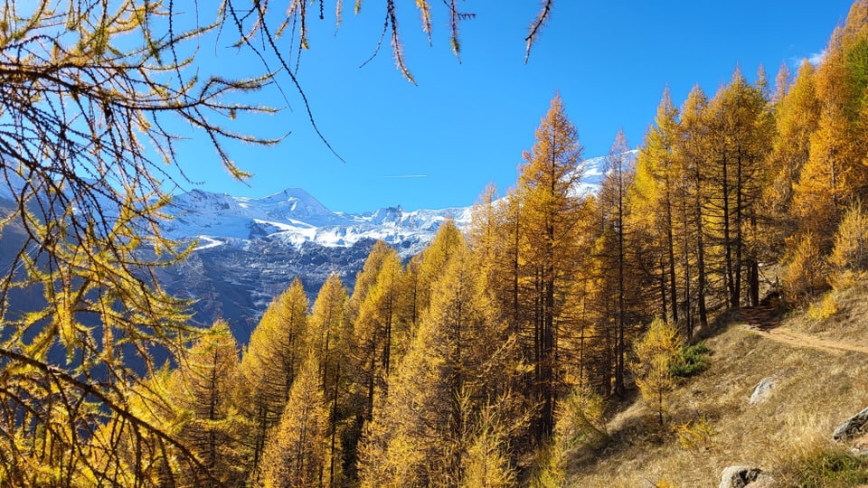 Herbstliche Bäume vor verschneiten Bergen unter blauem Himmel.