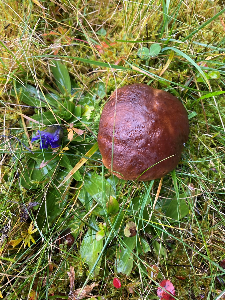 Pilz auf grasbewachsenem Boden mit violetter Blume.