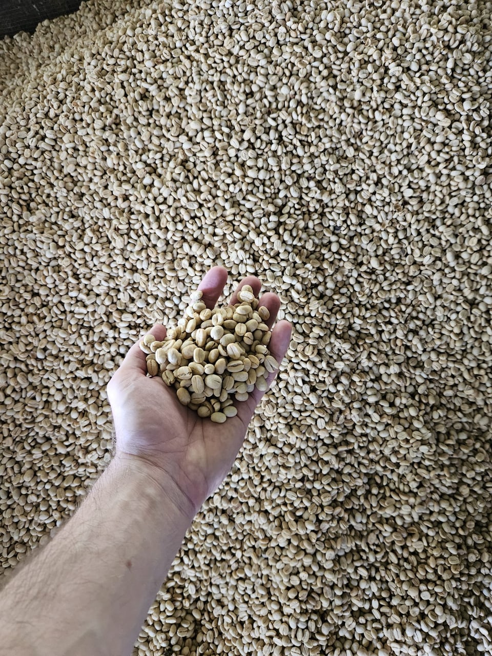 Frisch geschälte Kaffeebohnen in der Hand von Dario Albin.