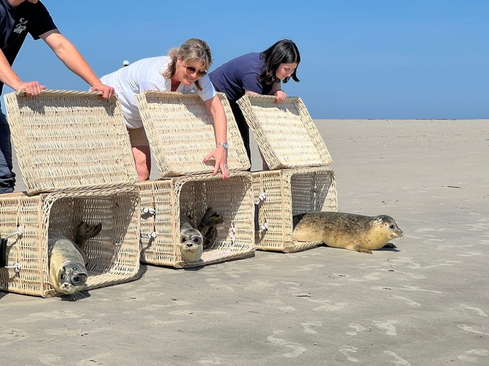 Drei Menschen lassen Robben am Strand aus Körben frei.