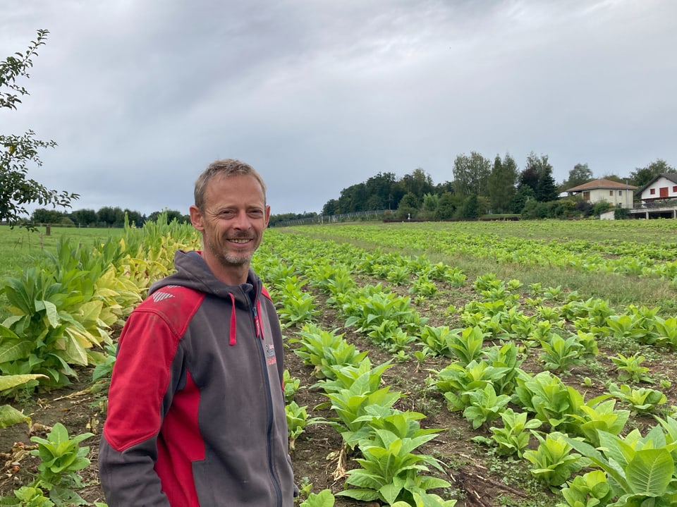 Mann steht auf einem Feld mit Tabakpflanzen.