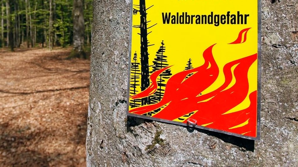 Hier sieht man vor lauter Baum den Wald nicht mehr. Am Baum hängt ein gelbes Schild mit der roten Aufschrift Waldbrandgefahr.