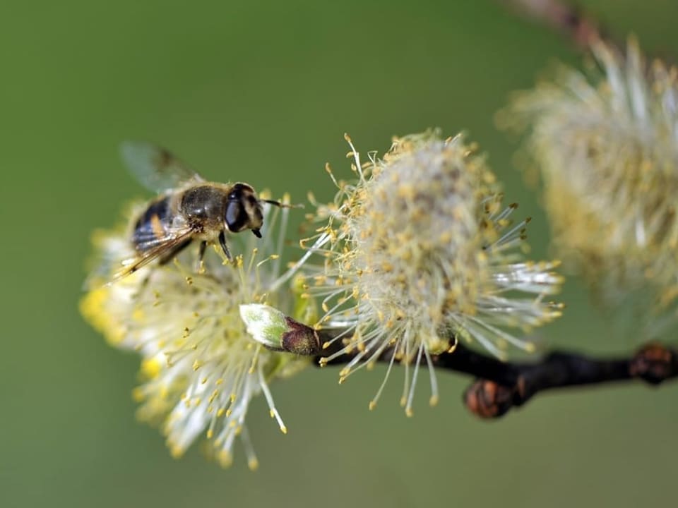 Eine gelb-schwarze Biene sitzt auf einer Blüte. 