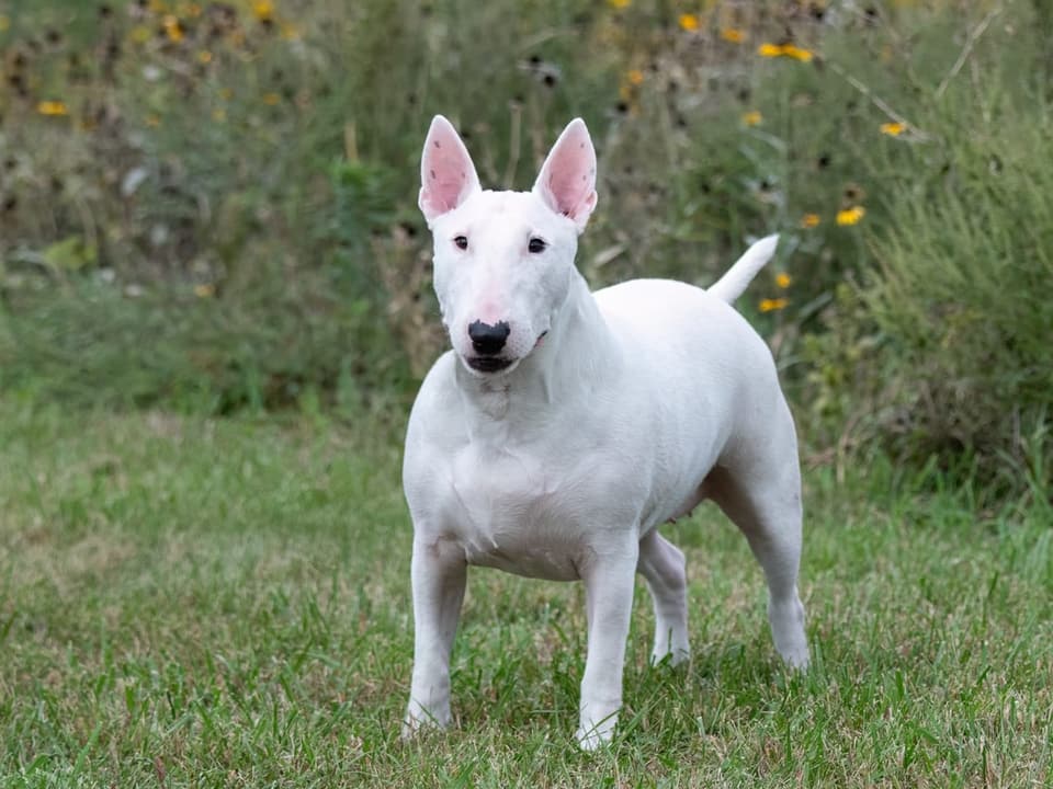 Bullterrier