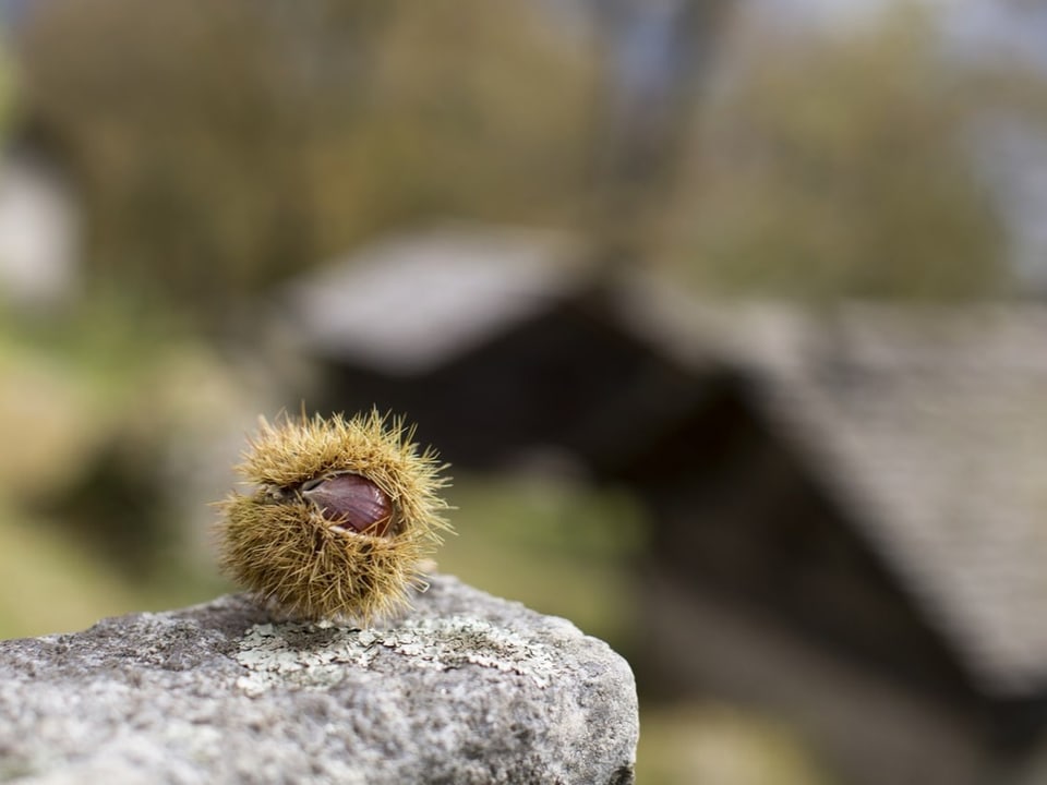 Kastanie in Fruchtschale liegt auf einem Stein.