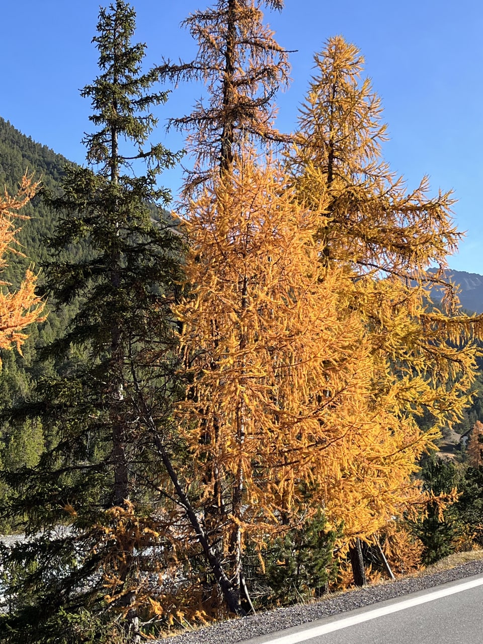 Herbstliche Bäume an einer Strasse in den Bergen.