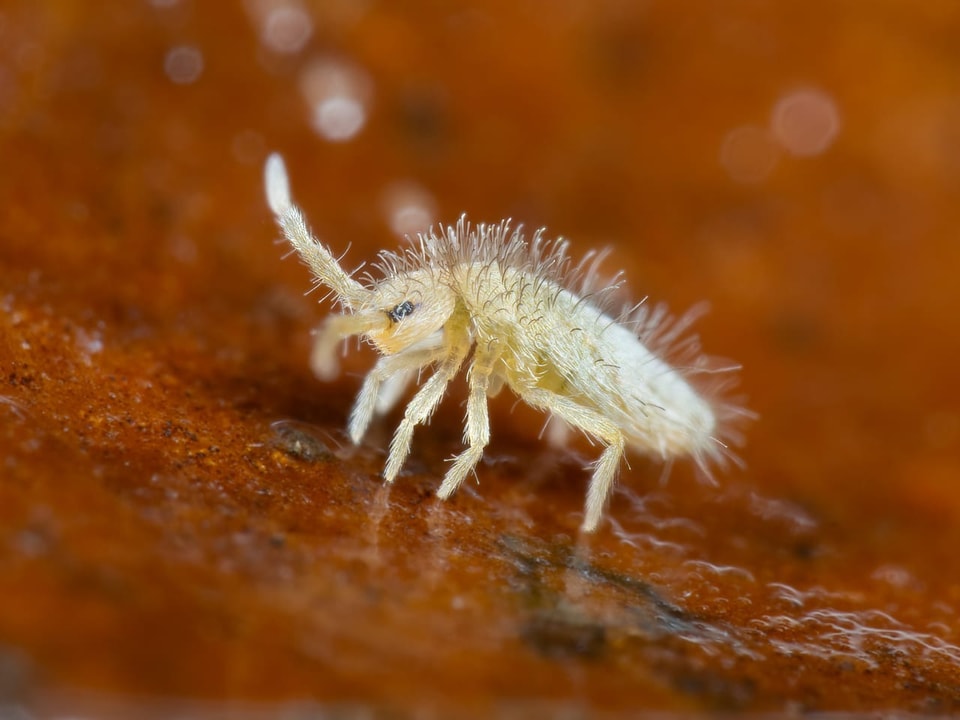 Nahaufnahme eines weissen Insekts auf braunem Hintergrund.