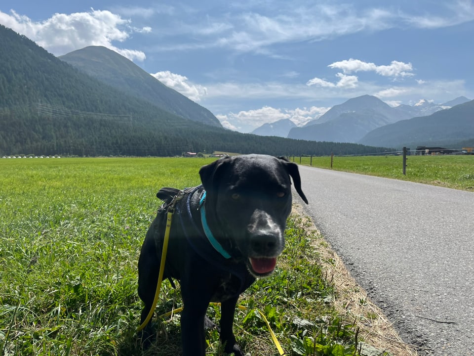 Schwarzer Hund auf einem Weg vor Berglandschaft.