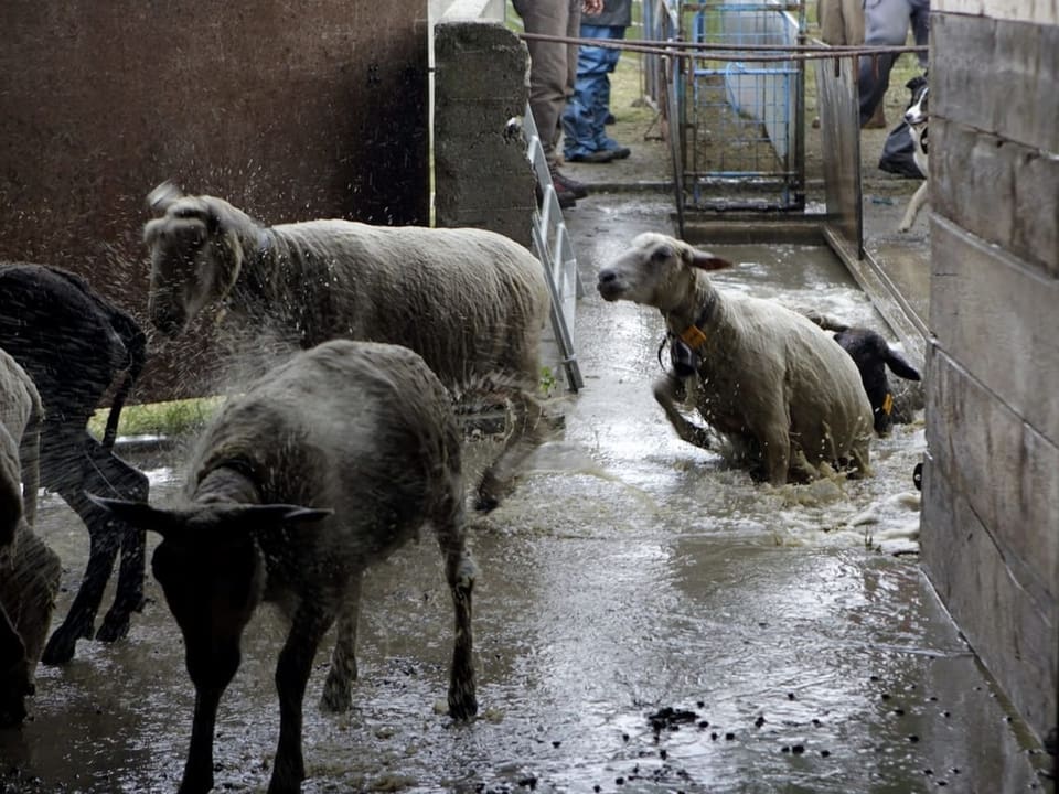 Sheep jump out of a bath and back into the barn.