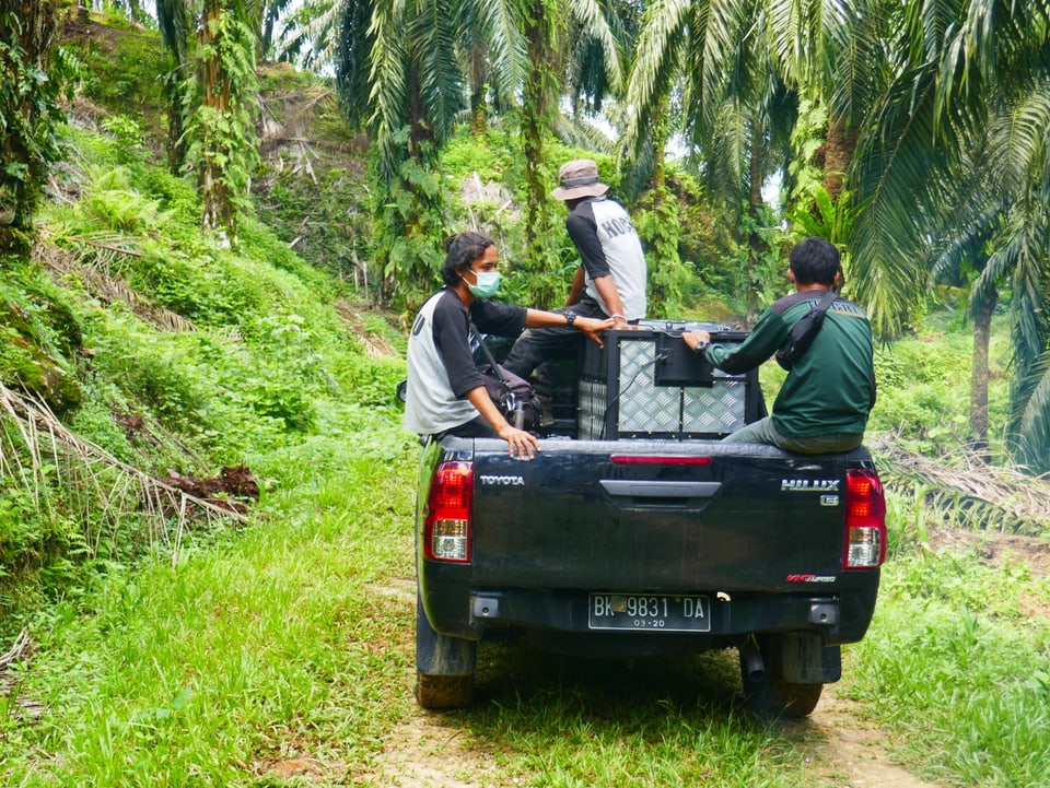 Helfer auf einem Jeep im Urwald transportieren Orang Utans 