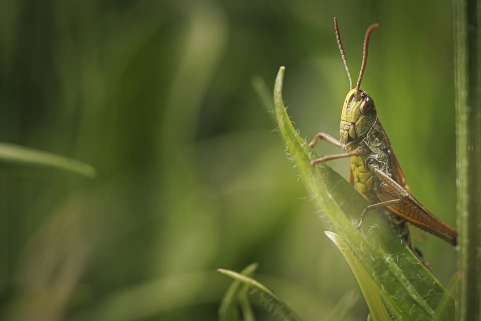 Nahaufnahme von Heuschrecke auf Blatt