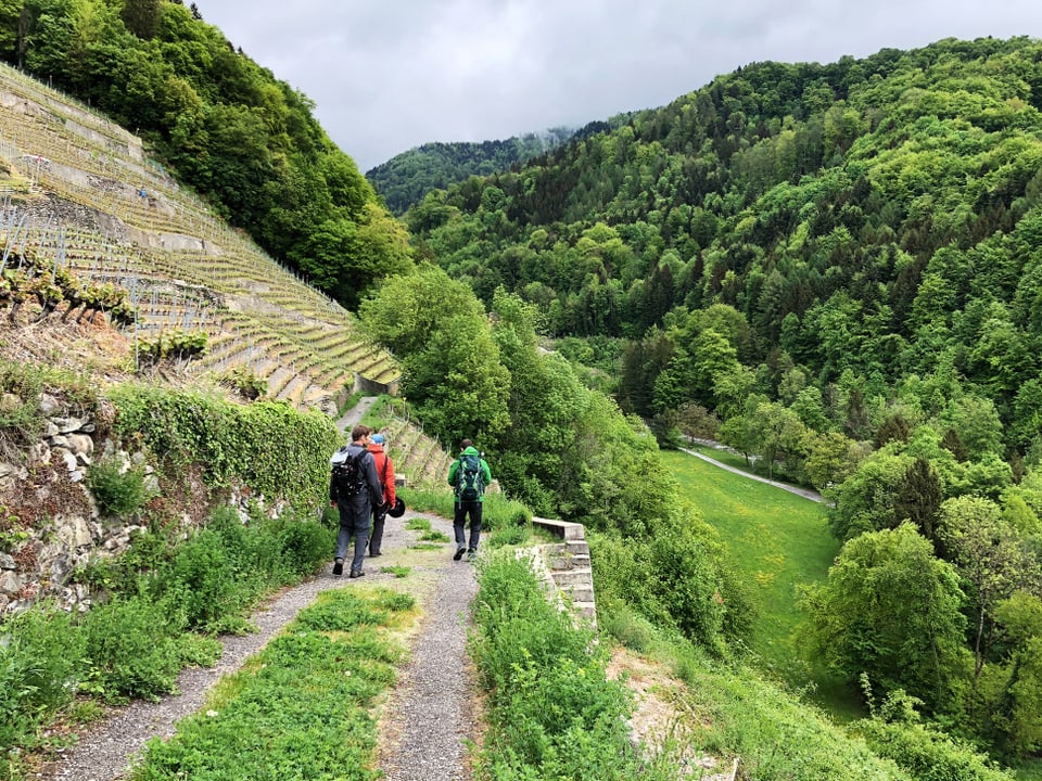 Nik und Crew wandern durch Weinberge.