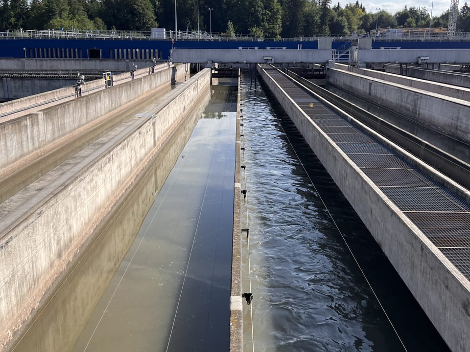 Lange schmale Betonbecken im Freien gefüllt mit grünbraunem trüben Wasser.