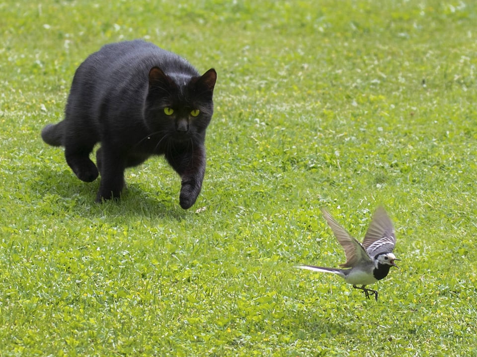 Schwarze Katze jagt Vogel auf grünem Rasen.