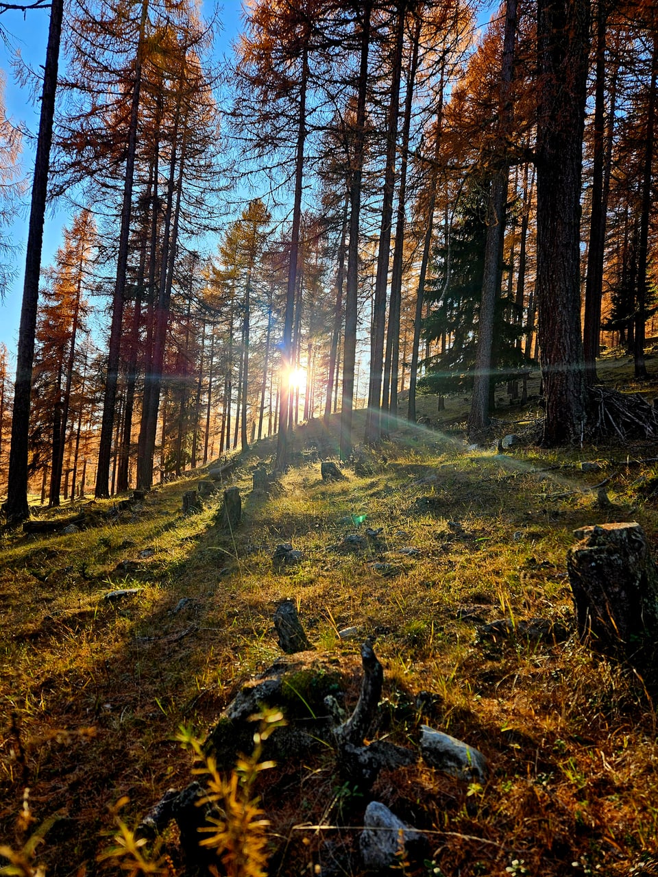 Schöne Herbstkullisse mit Laubbäumen