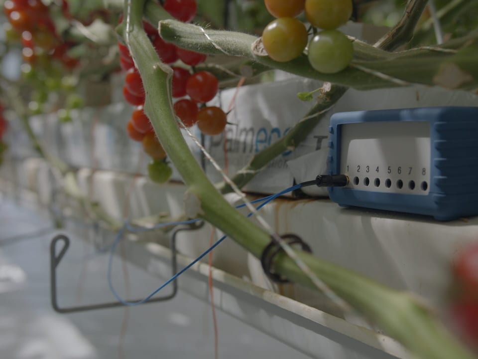 Ein Gerät von Vivent Biosignal in einem Gewächshaus, das elektrische Signale der Pflanzen erfasst.