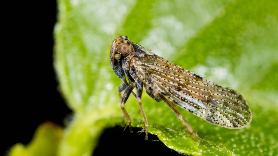 Nahaufnahme eines Insekts auf einem Blatt.