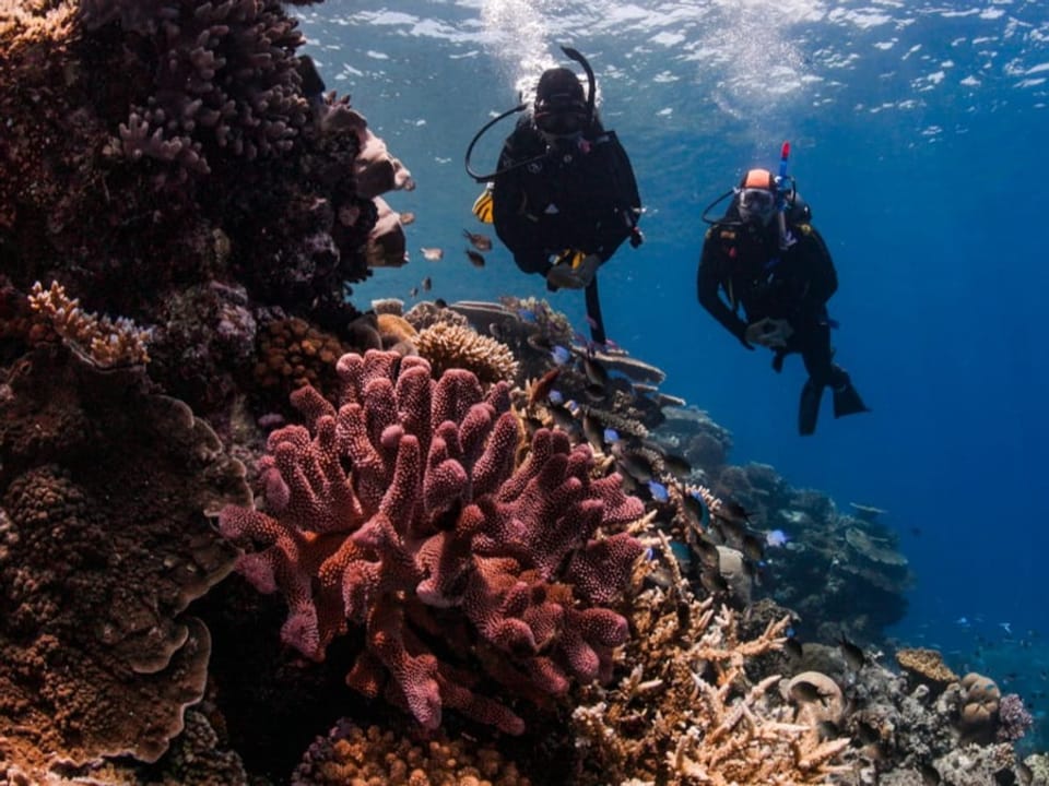 Taucher schwimmen in die Nähe einer pink roten Koralle.