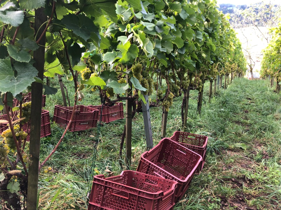 Harassas en la vigna