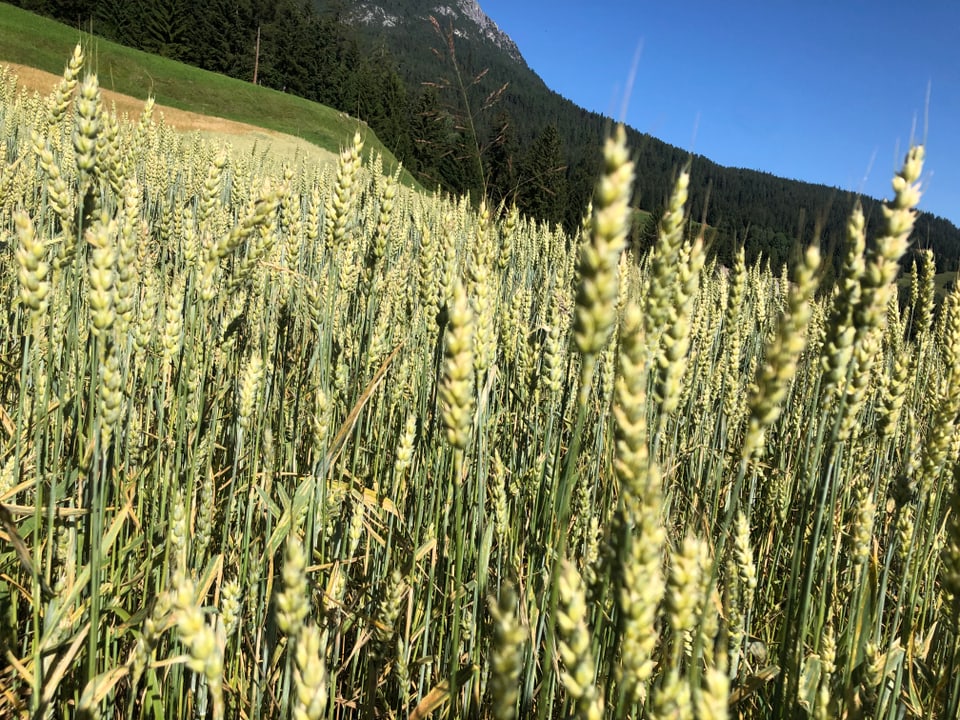 Weizen und blauer Himmel.