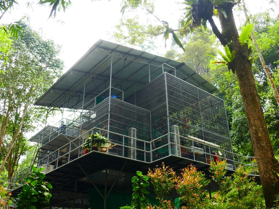 Rettungsstation für Orang-Utans