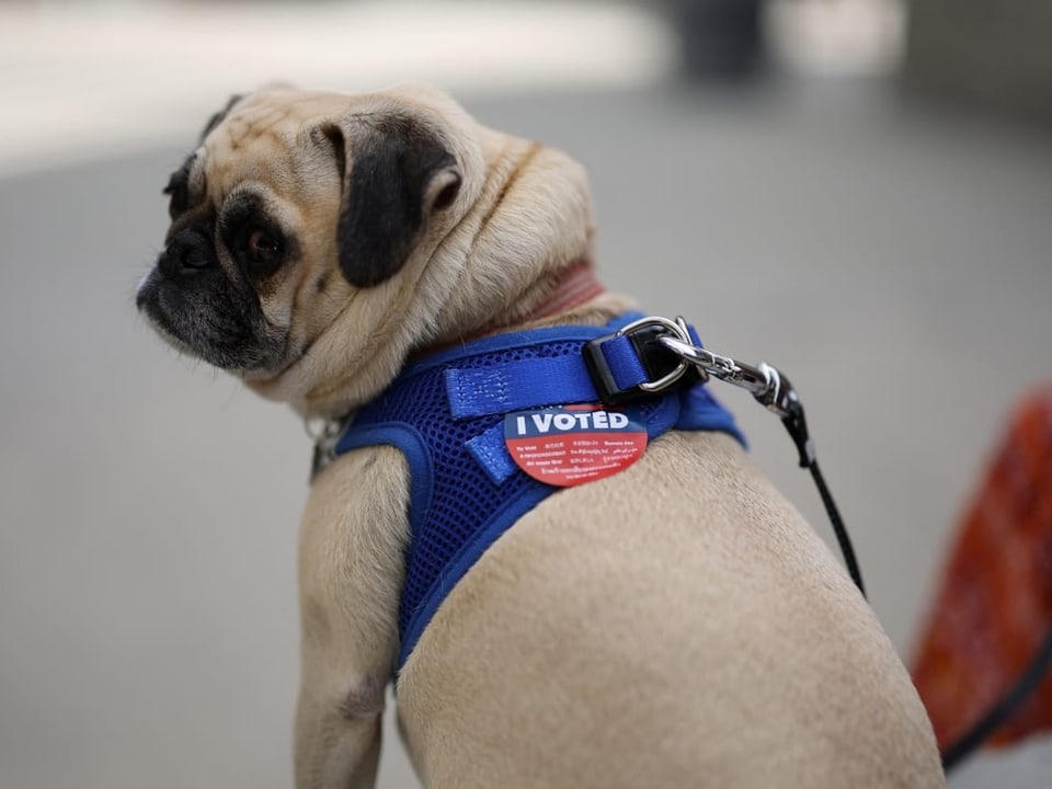 Mops mit blauem Geschirr und 'I Voted'-Aufkleber.