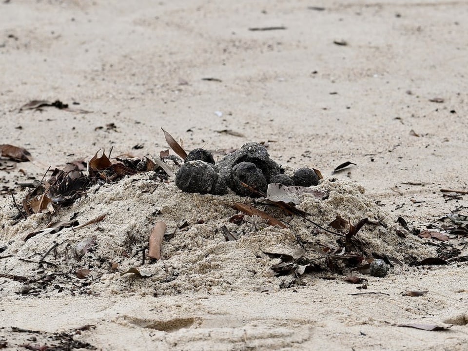 Haufen von Sand und braunen Blättern auf dem Boden.