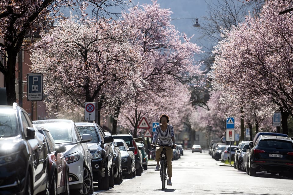 Bild der Bertastrasse mit blühenden Kirschbäumen