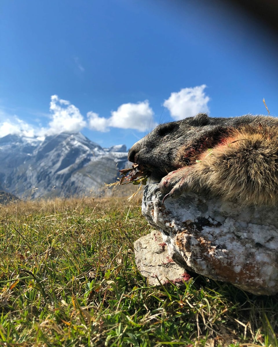 Muntanella cun panorama.