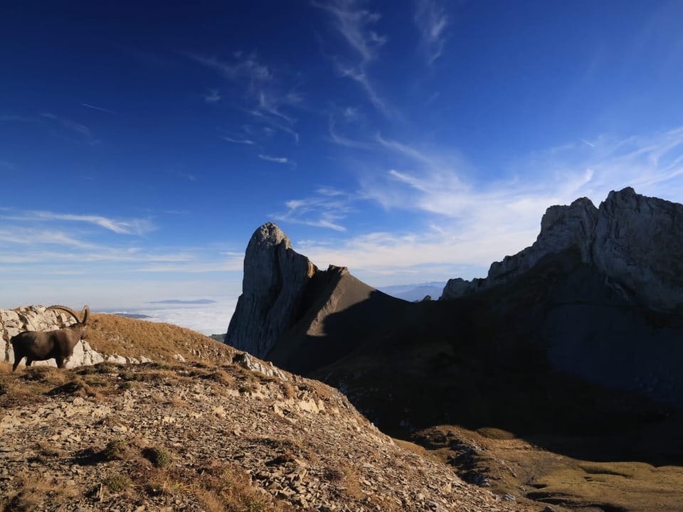 Steinbock auf Berghang mit felsigen Gipfeln im Hintergrund.