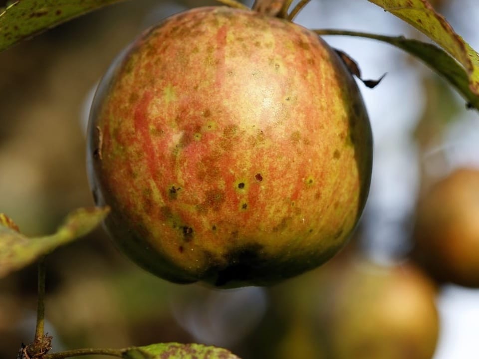 Ein Apfel eines Hochstammbaums