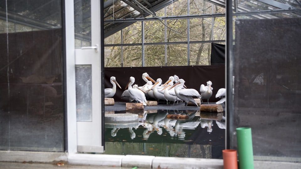 Pelikane im Tierpark Dählhölzli in Bern.
