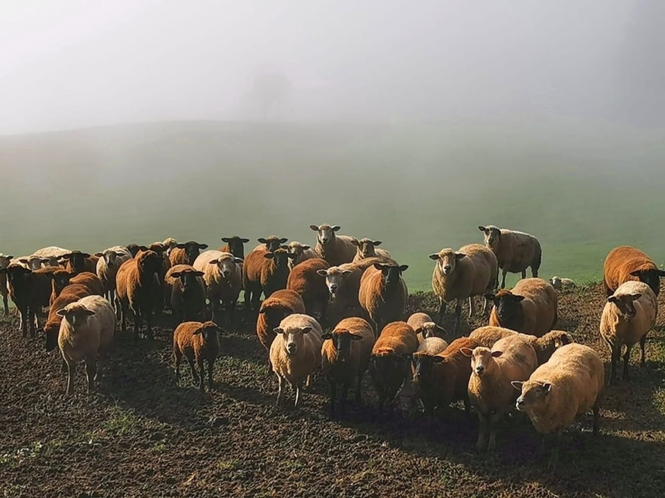 Schafe im Nebel