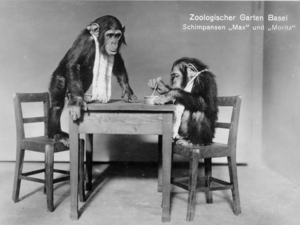 Historisches Bild: Zwei Schimpansen sitzen an einem Tisch und essen mit einem Löffel aus einem Teller.