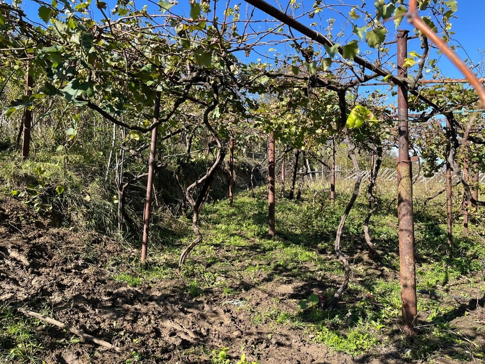 Weinreben auf einem Gestell bei sonnigem Wetter.