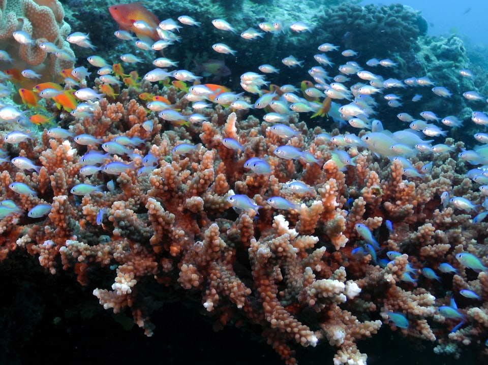 Mehrere Fische schwimmen im Ozean mit verschiedenen Korallen im Hintergrund.