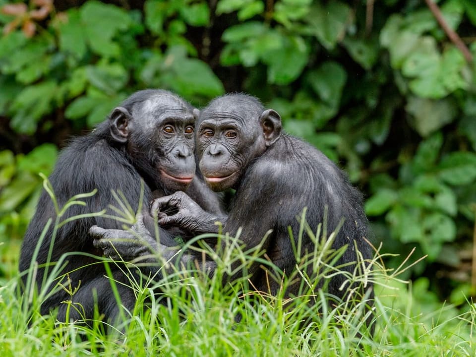 Zwei Bonobos umarmen sich im Gras.