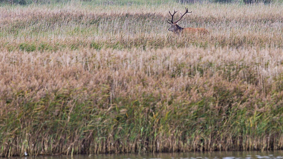  Ein Hirsch steht im Schilfgürtel am Nothafen Darsser Ort im Nationalpark Vorpommersche Boddenlandschaft. 