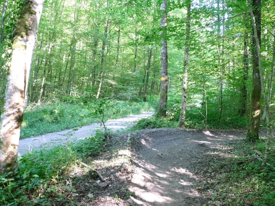 Biketrail in grünem Wald.