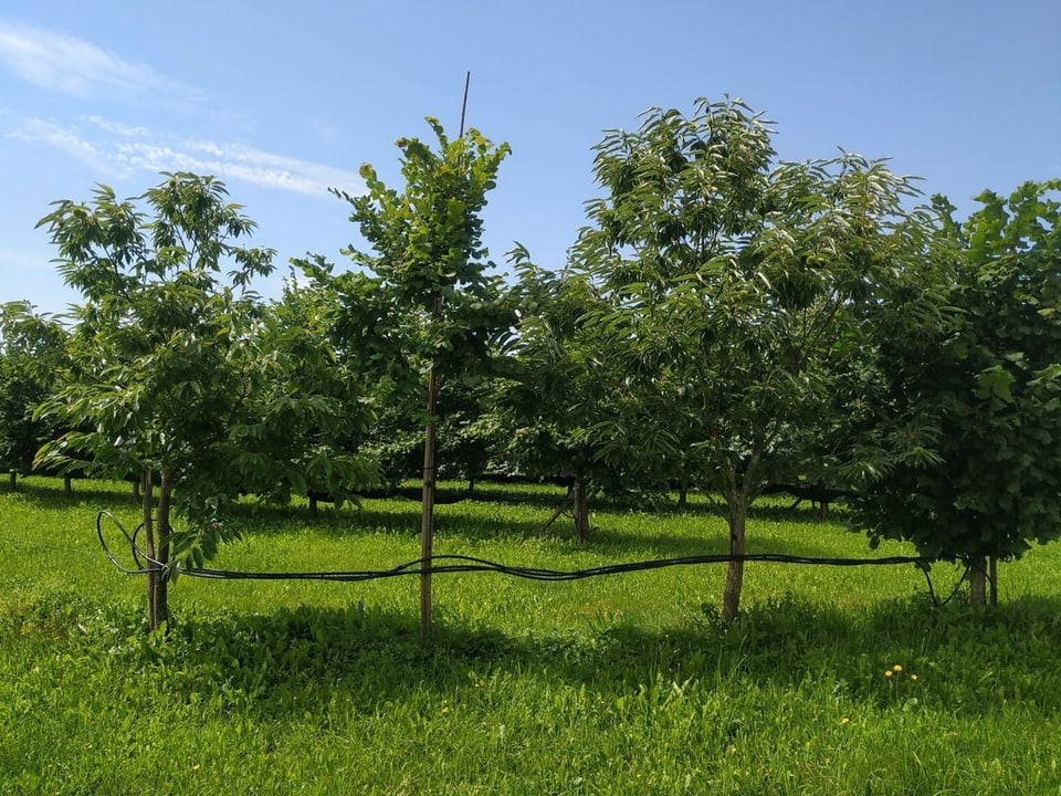 Edelkastanien-Plantage im Aargau.