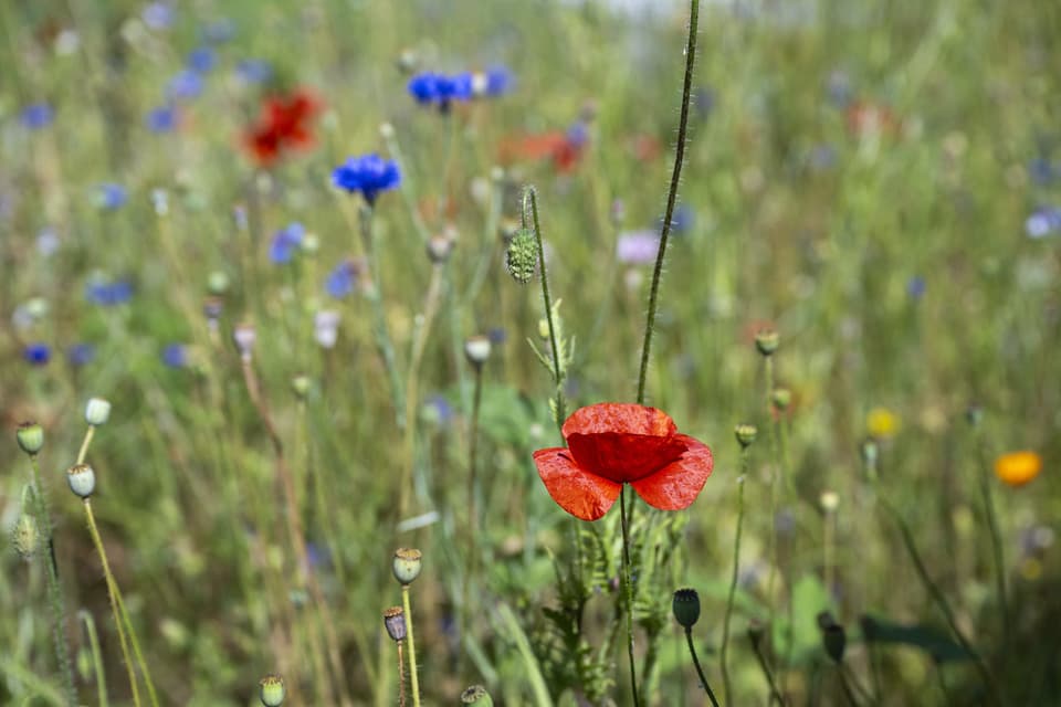 Nahaufnahme von Mohnblumen und Wildblumen auf einer Wiese.