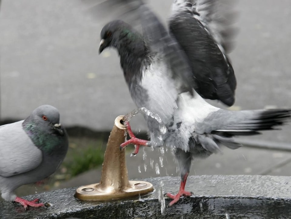 Die eine Taube streckt das Bein in einen kleinen Brunnen, die andere Taube sitzt daneben.