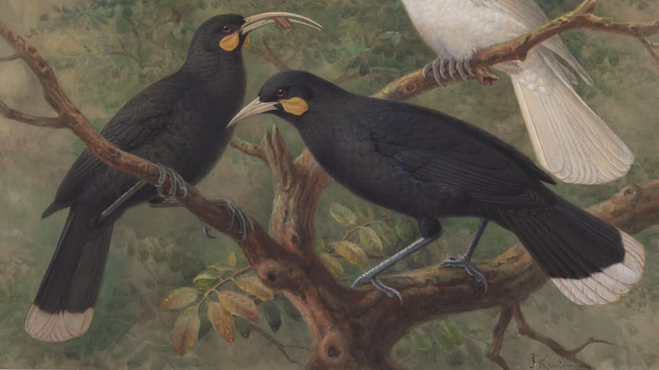 Zwei schwarze Vögel mit gelben Schnäbeln auf einem Ast.