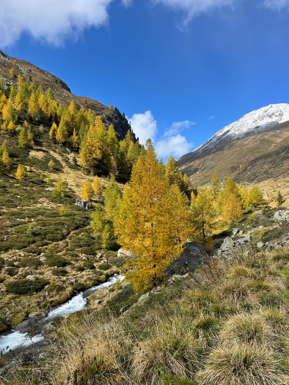 Berglandschaft mit Bäumen im Herbst und schneebedecktem Gipfel.