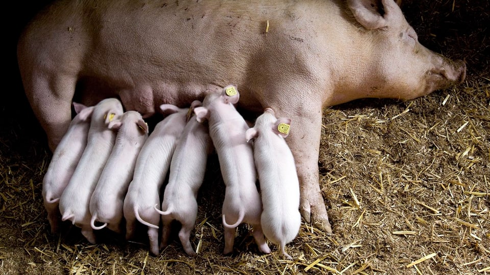 Ferkel werden von Sau gesäugt