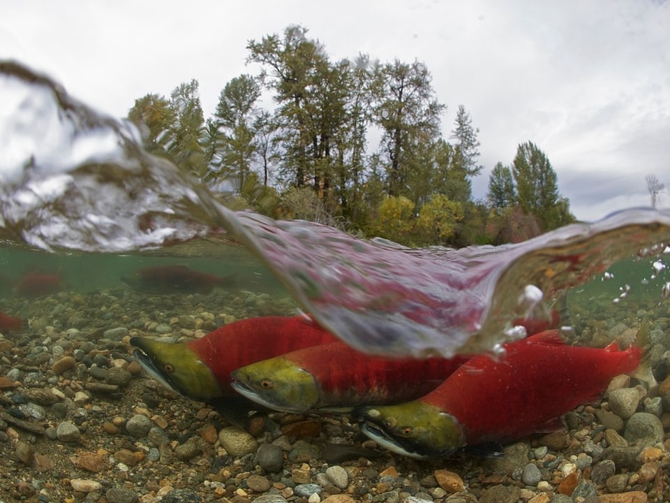 Rote Lachse schwimmen auf einem steinigen Untergrund.